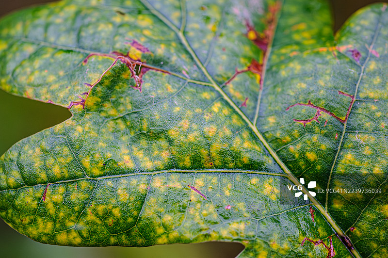 秋天的树叶图片素材