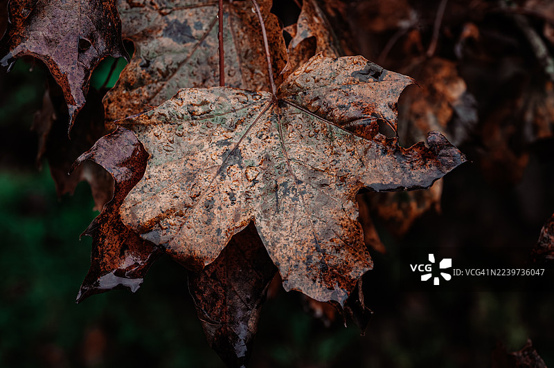 秋天的叶子图片素材