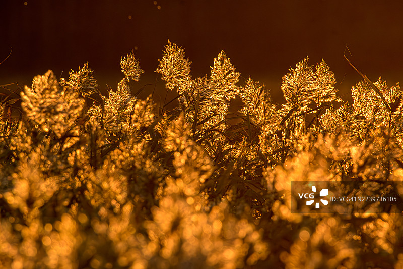 傍晚光线下的芦苇图片素材
