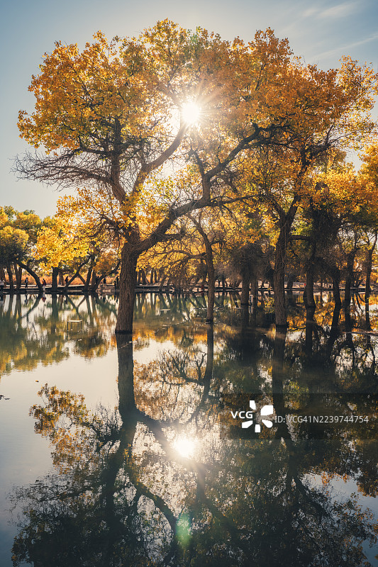 额济纳胡杨林，中国内蒙古额济纳，金秋胡杨林倒影图片素材