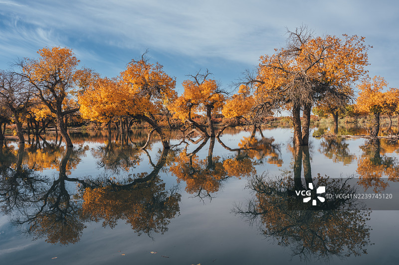 中国内蒙古额济纳胡杨林金秋图片素材