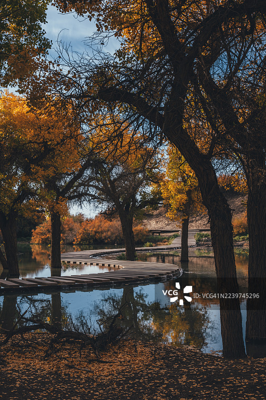 额济纳胡杨林秋日栈道，中国内蒙古额济纳图片素材