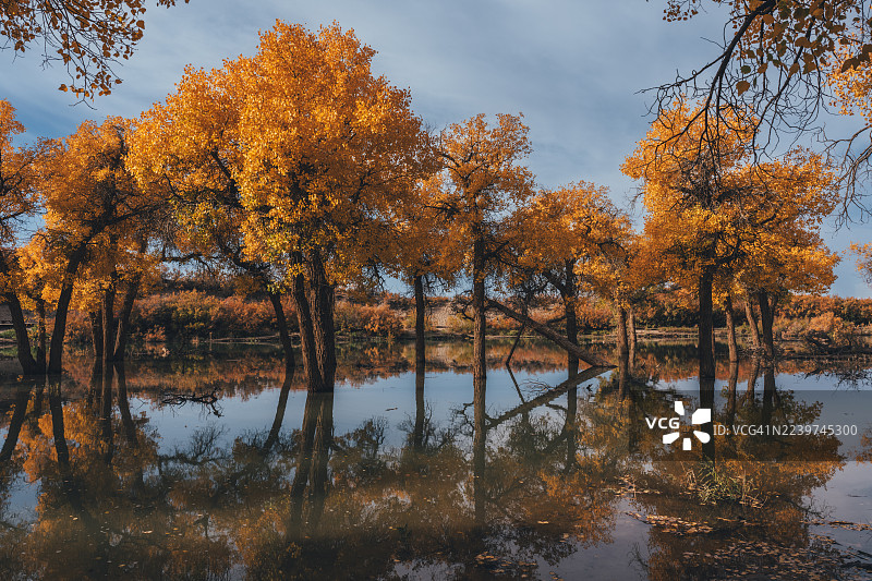 额济纳胡杨林金秋，内蒙古额济纳图片素材