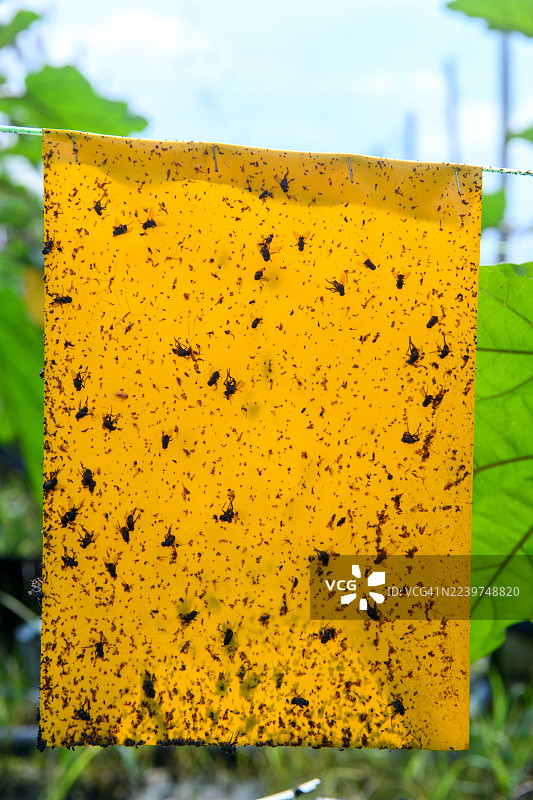 农场里忙碌的昆虫图片素材