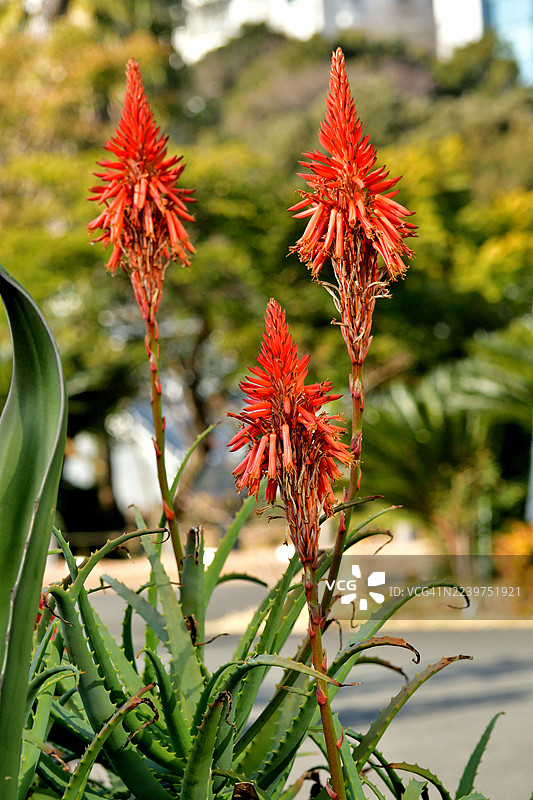 芦荟花 / 烛台花图片素材