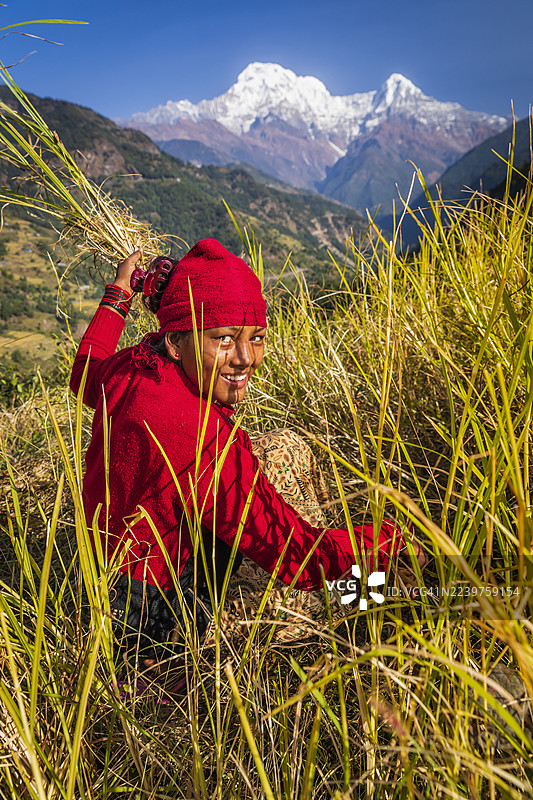 尼泊尔年轻女子在村庄里割草，背景是安纳布尔纳峰。图片素材