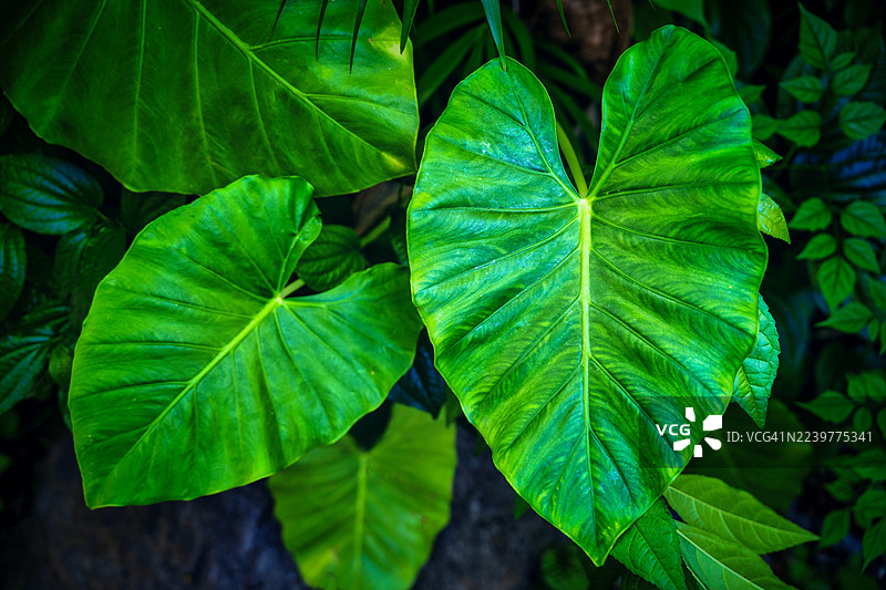 热带植物巨 Alocasia odora 或称象耳芋。叶子纹理背景。绿色叶子图案背景。自然背景和壁纸图片素材