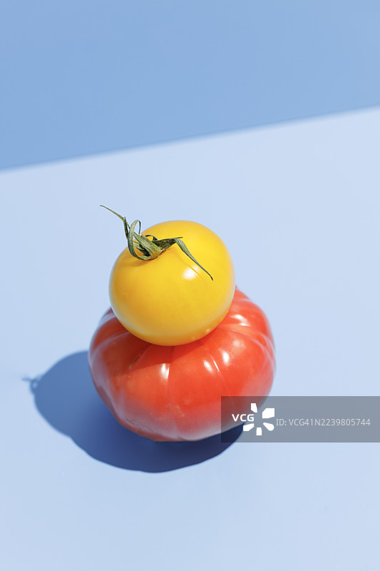 红黄相间的番茄在蓝色背景上，用订书钉固定图片素材