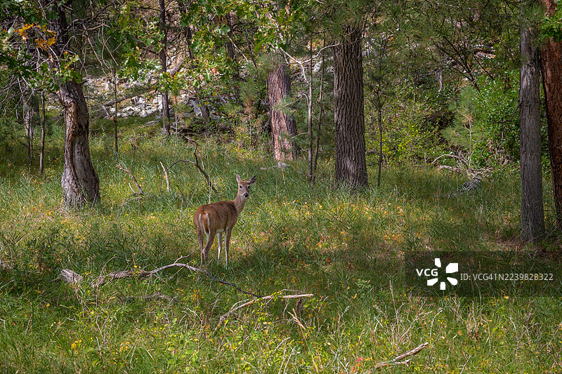 阳光下的森林鹿图片素材