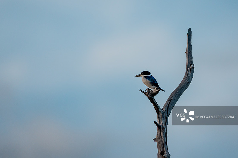 森林翠鸟，卡卡杜国家公园图片素材
