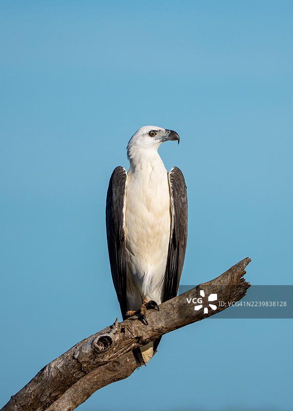 白腹海雕，卡卡杜国家公园图片素材