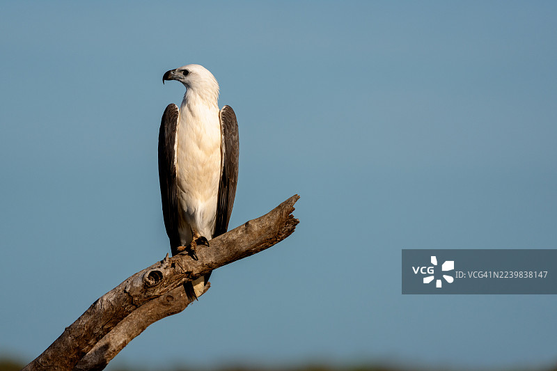 白腹海雕，卡卡杜国家公园图片素材