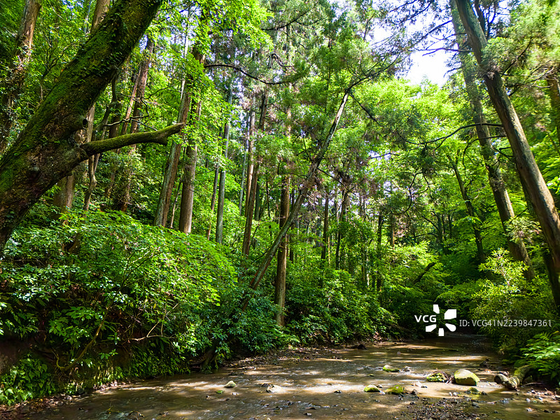 清晨,绿意盎然的森林小路。一条森林小路沿着鸟取县的森户川源头延伸,两旁是茁壮成长的大片雪松及其他树木。图片素材