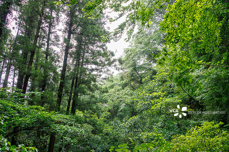 清晨,生机勃勃的绿色森林小径。一条林间小路沿着森里托河源头蜿蜒而行,两旁是茁壮成长的大型雪松及其他树木。图片素材