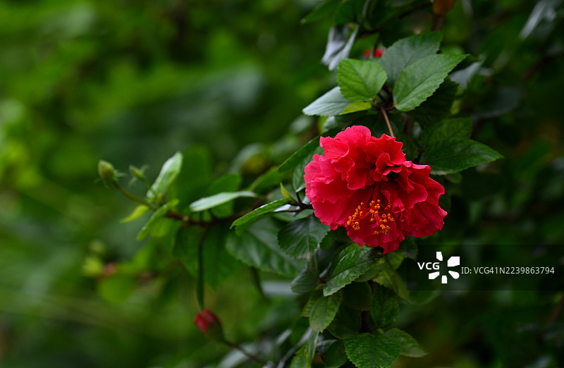 朱槿花图片素材