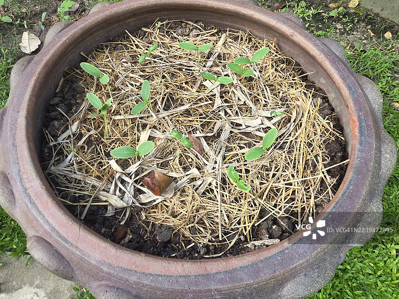 菜豆，豇豆图片素材