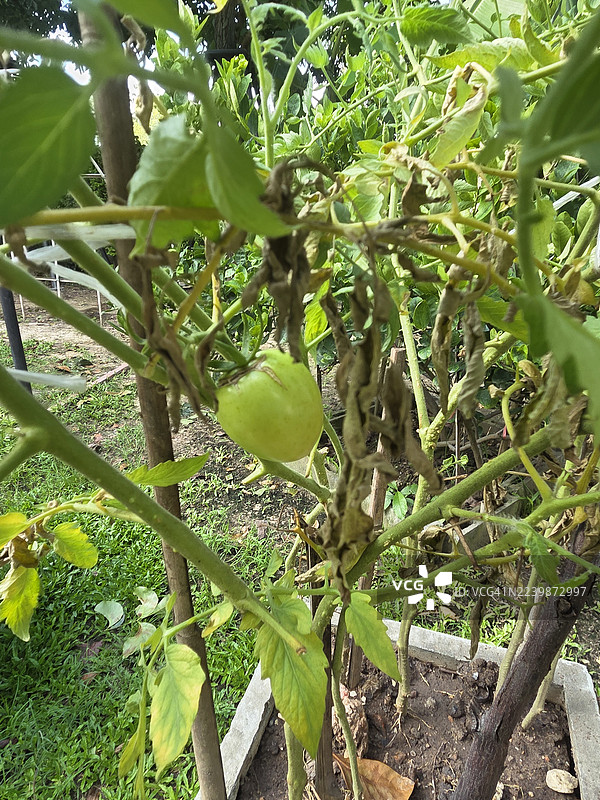 菜豆、豇豆图片素材