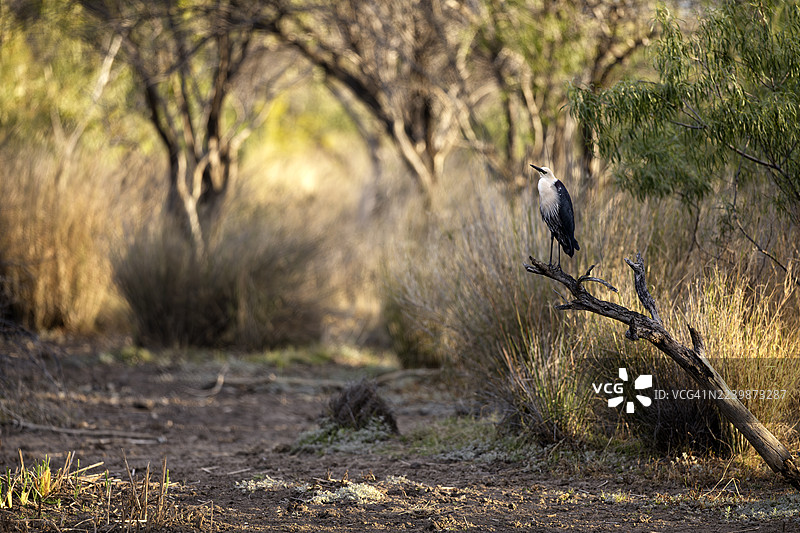 白颈鹭 (Ardea pacifica)图片素材