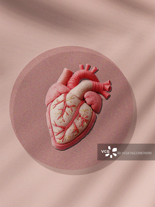 解剖学心脏图片素材