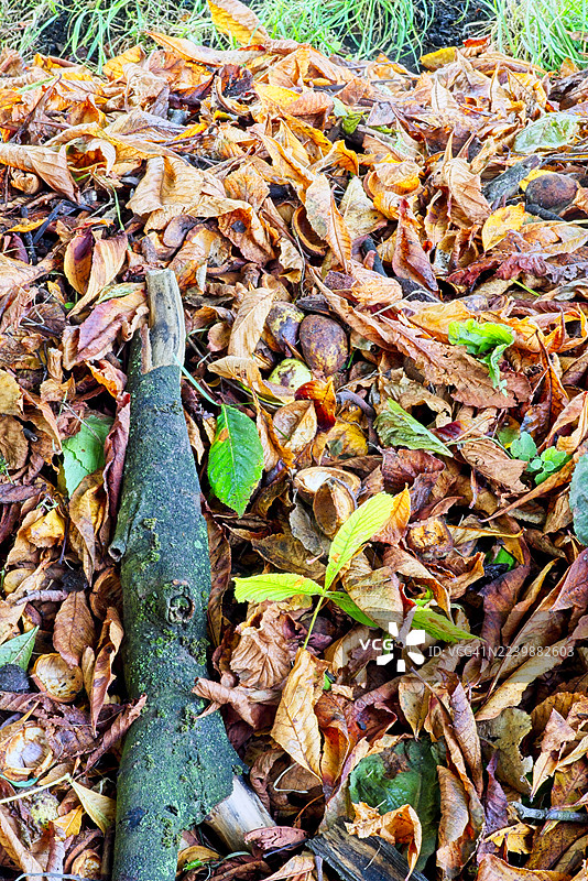 秋季院落清理中堆积的落叶图片素材