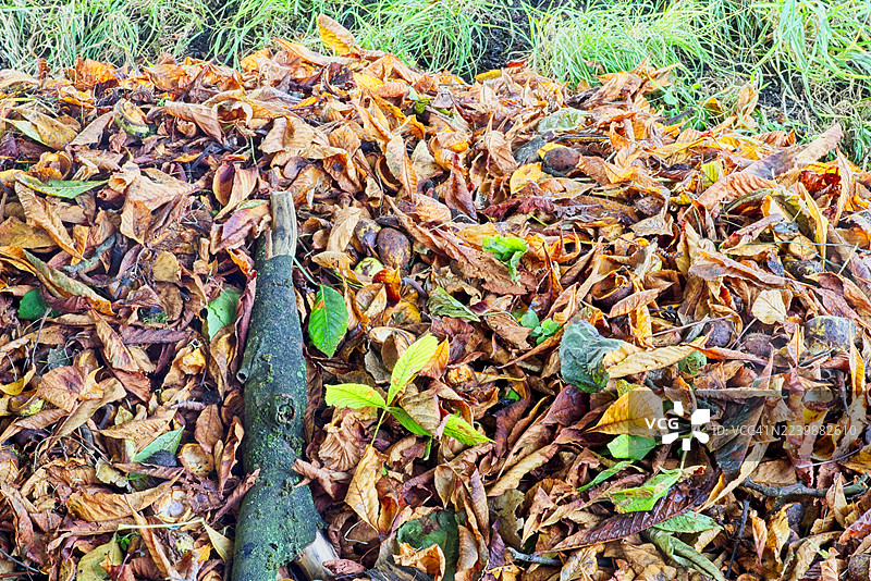 秋季庭院清理堆积的落叶图片素材