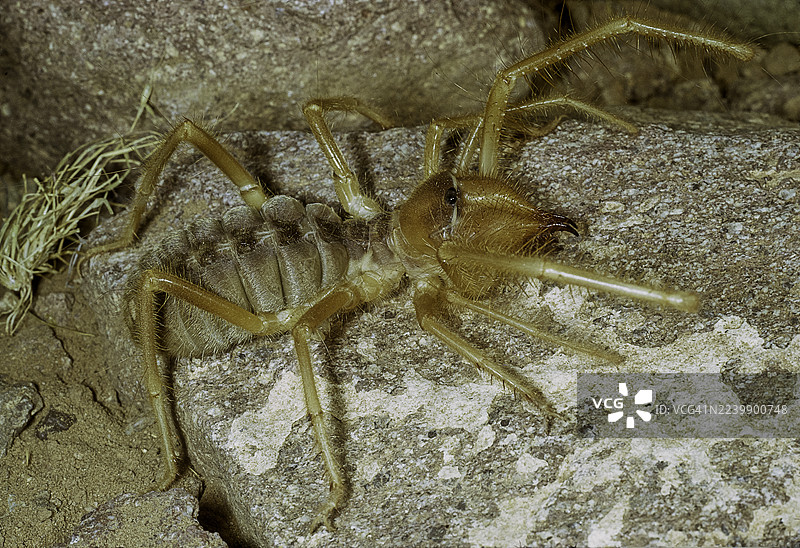 Paragaleodes occidentalis (日蛛，风蝎，骆驼蜘蛛)图片素材