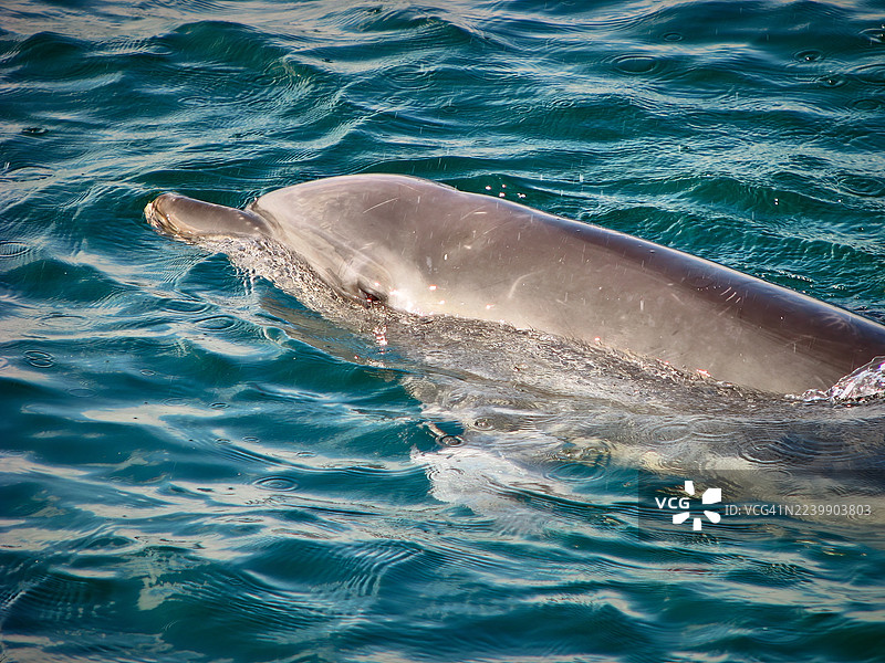 宽吻海豚在绿松石色的海水中滑行。图片素材
