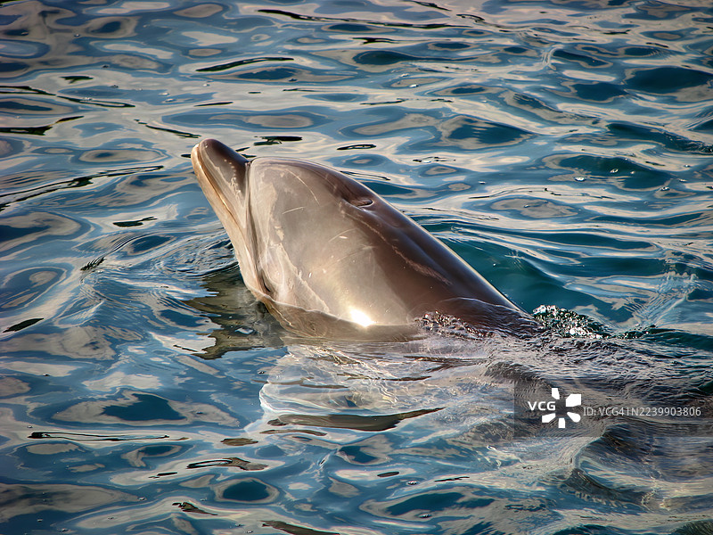 一只宽吻海豚在绿松石般的海水中滑行。图片素材
