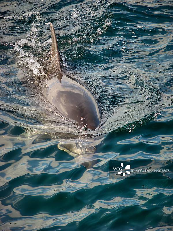 一只宽吻海豚在波涛汹涌的深蓝色海水中游弋。图片素材