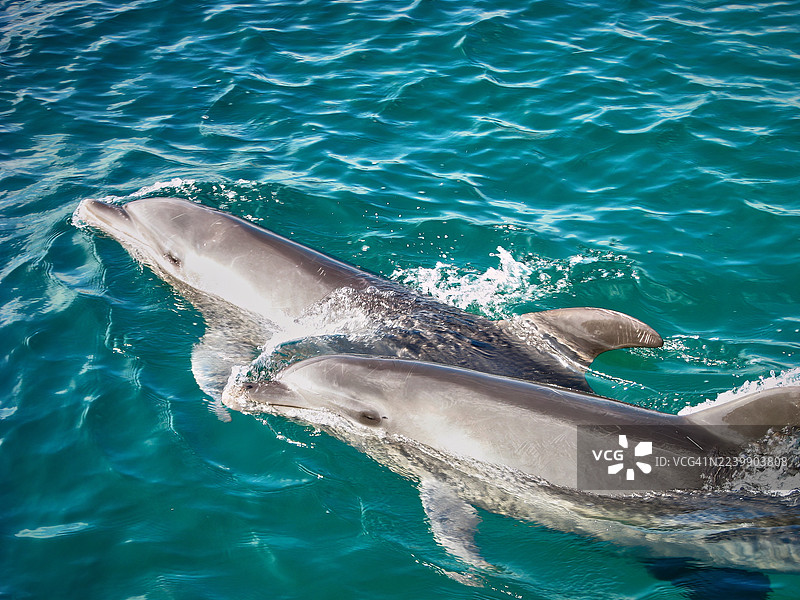 两只宽吻海豚并排游过清澈的蓝绿色海水。图片素材