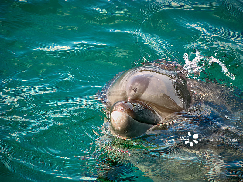 一只宽吻海豚跃出水面的特写图片素材
