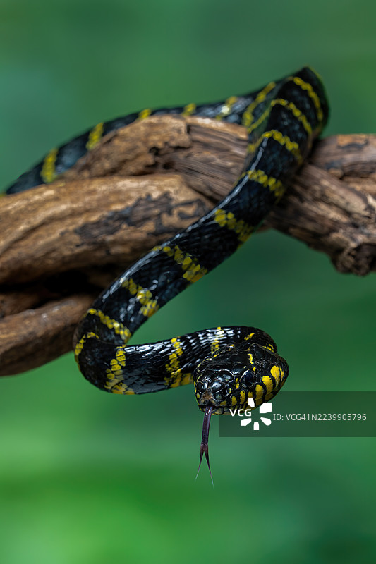 吕宋红 mangrove 蛇图片素材