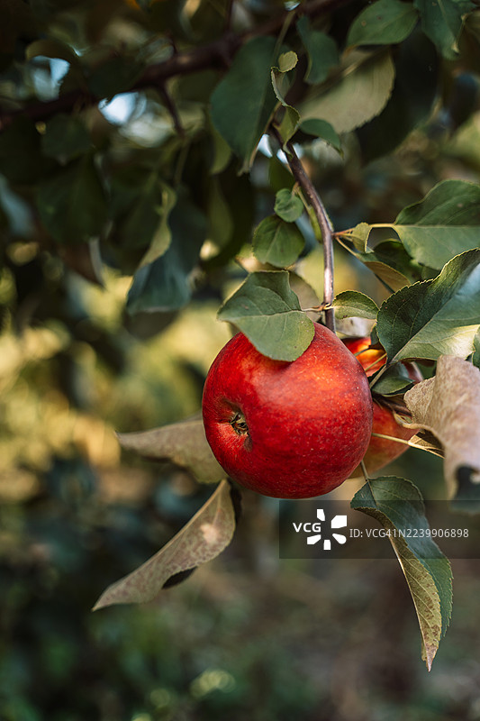 竖版构图——单颗红苹果与叶子图片素材