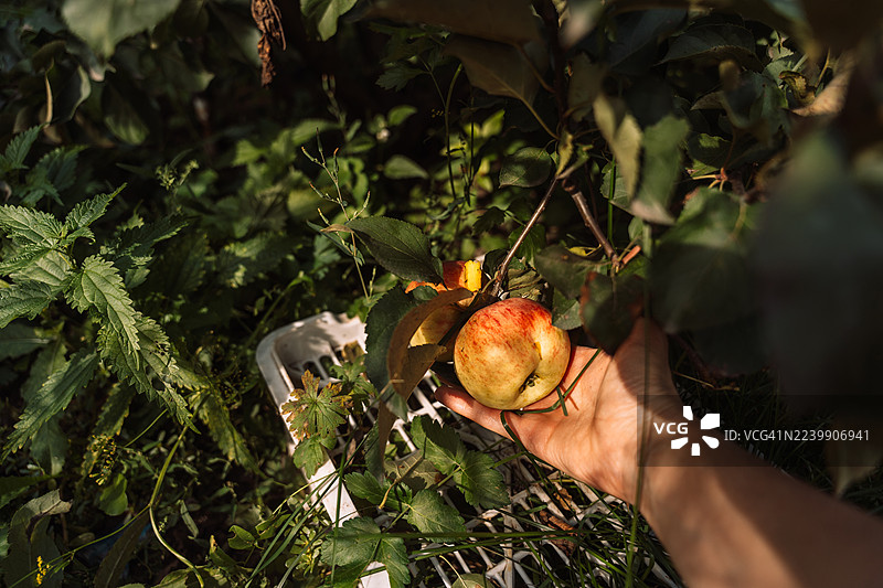 苹果到篮子——家庭丰收图片素材