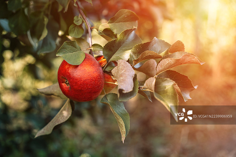 枝头沐浴阳光的金色苹果图片素材
