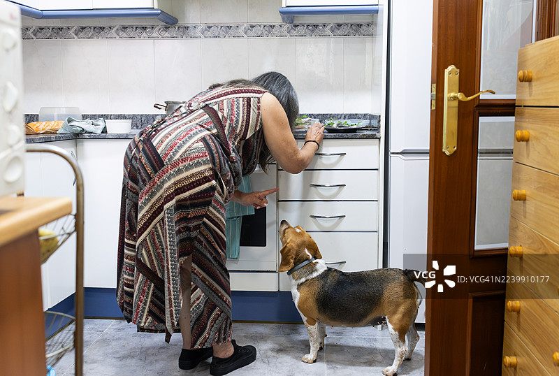 女人在厨房做饭，比格犬在乞食图片素材