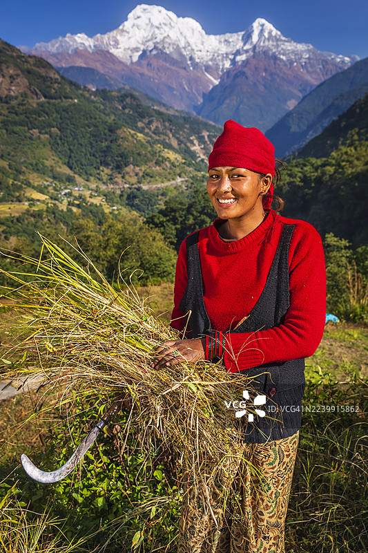 尼泊尔年轻女子在村庄里割草，背景是安纳布尔纳峰。图片素材