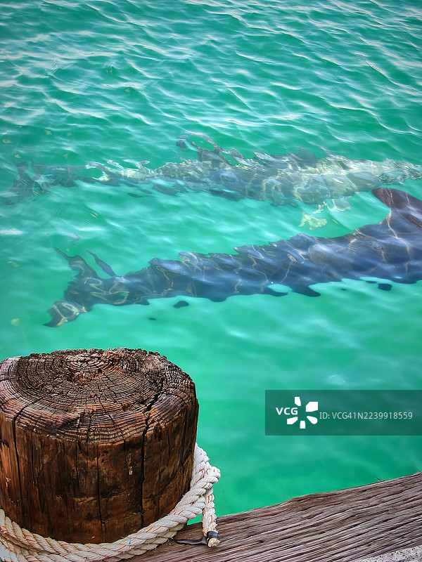 两条鲨鱼在清澈碧绿的海水中游弋。图片素材