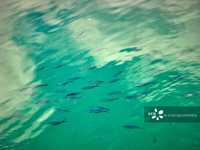 一群笛鯛鱼在清澈的绿松石色海水中一起游动。图片素材