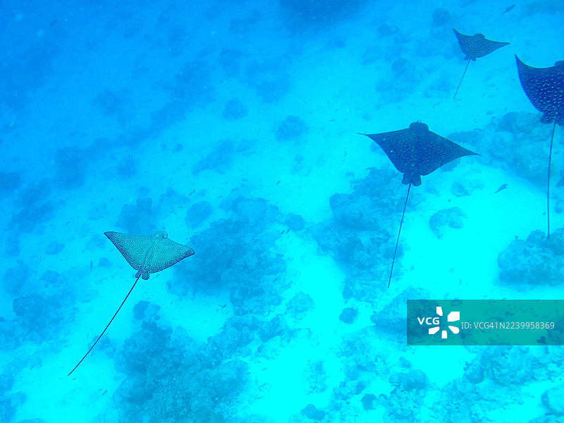 四只鹰鳐的俯视画面。图片素材