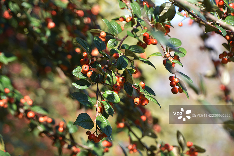 秋季水果和浆果图片素材