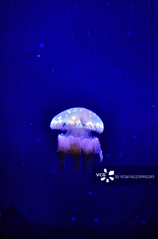 深蓝色灯光下的水箱中水母的特写镜头。图片素材