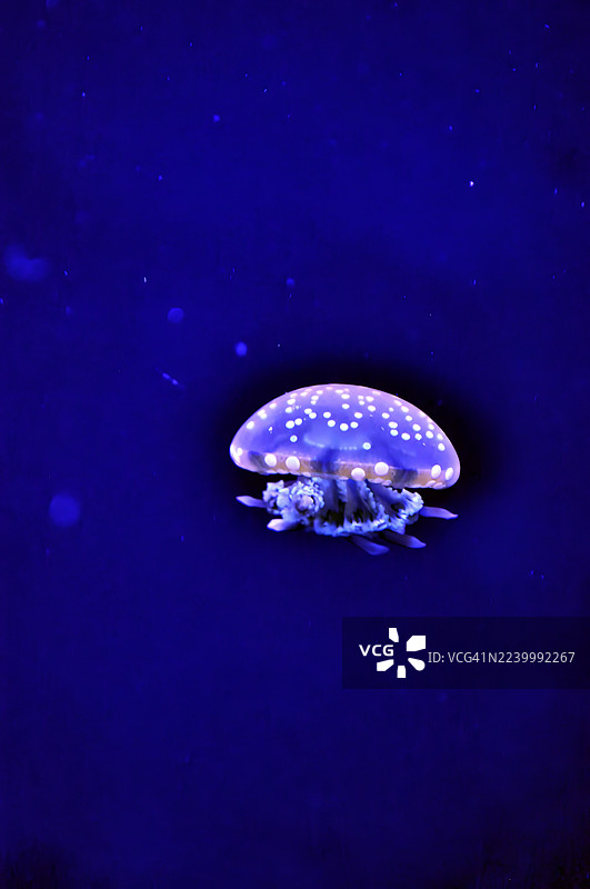 发光水母在大型展缸中漂浮的特写镜头。图片素材