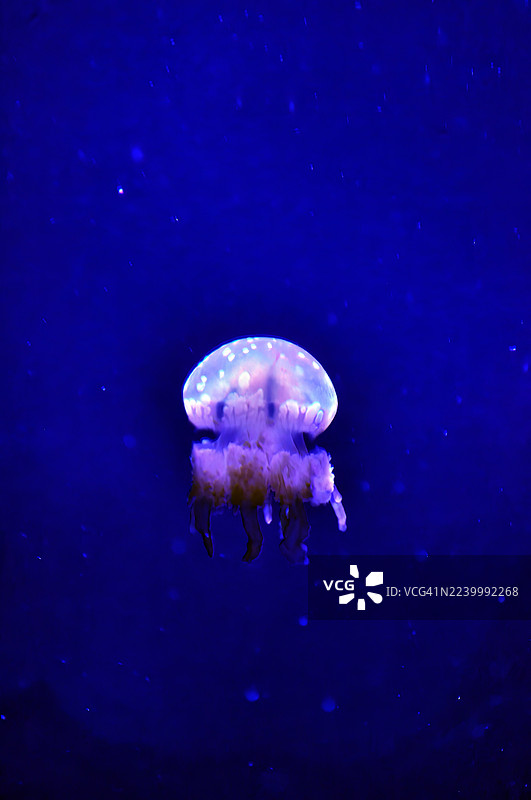 水母在黑暗的蓝色灯光水箱中的特写镜头。图片素材