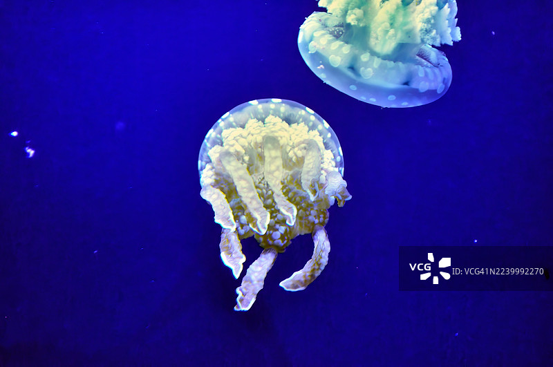 近距离拍摄的两只半透明的月亮水母（Aurelia aurita）图片素材