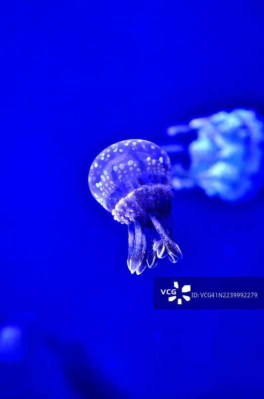 深蓝色展缸中，一只有发光的水母的特写镜头。图片素材