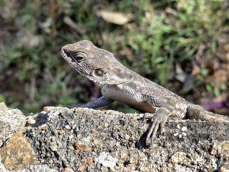 肯尼亚蜥蜴图片素材
