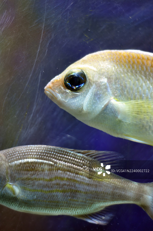 特写镜头：两条鱼在大型展缸中游动。图片素材