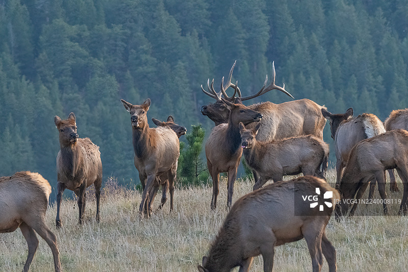 公牛麋鹿在山顶上大胆地站着，同时操控着被公牛驱赶的母鹿。图片素材