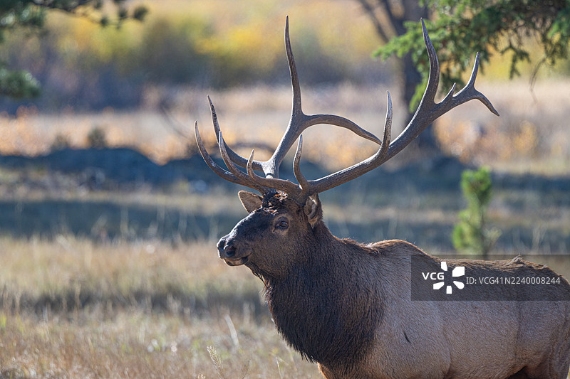 一头公牛麋鹿正站在繁茂的草地上，守护着它的发情期牛群。图片素材